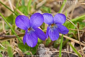 Attēlu rezultāti vaicājumam “Viola hirta flower”