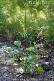 Attēlu rezultāti vaicājumam “Alisma plantago-aquatica flower”