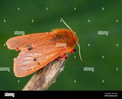 Attēlu rezultāti vaicājumam “Phragmatobia fuliginosa imago”