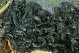 Attēlu rezultāti vaicājumam “Ionomidotis irregularis”