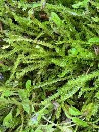 Attēlu rezultāti vaicājumam “Hygroamblystegium varium”