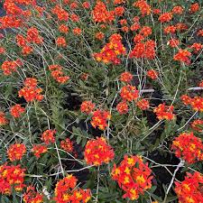 Attēlu rezultāti vaicājumam “Diderma radiatum stalked”