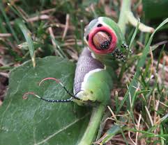 Attēlu rezultāti vaicājumam “Cerura vinula larva”