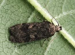 Attēlu rezultāti vaicājumam “Gelechia scotinella”