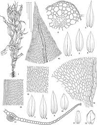 Attēlu rezultāti vaicājumam “Bryum weigelii”