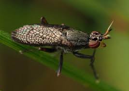 Attēlu rezultāti vaicājumam “Coremacera marginata”