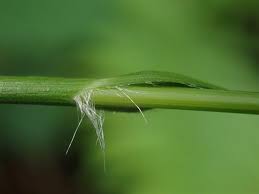 Attēlu rezultāti vaicājumam “Luzula luzuloides leaf”