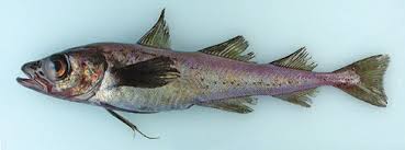 Image result for Arctogadus glacialis