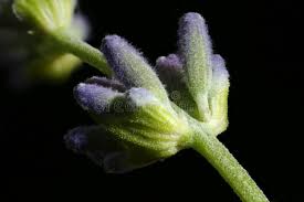 Attēlu rezultāti vaicājumam “Lavandula angustifolia bud”