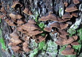 Attēlu rezultāti vaicājumam “Hymenochaete rubiginosa”