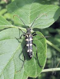 Attēlu rezultāti vaicājumam “Leptura annularis”