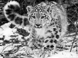 Image result for snow leopard