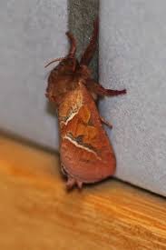 Attēlu rezultāti vaicājumam “Hepialus sylvina”