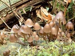 Attēlu rezultāti vaicājumam “Mycena stipata”
