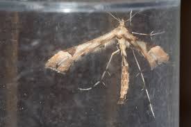 Attēlu rezultāti vaicājumam “Platyptilia gonodactyla imago”