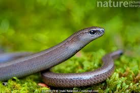 Attēlu rezultāti vaicājumam “Anguis fragilis”