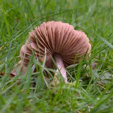 Attēlu rezultāti vaicājumam “Entoloma vernum”