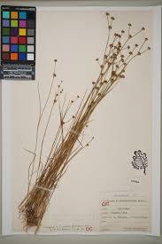 Attēlu rezultāti vaicājumam “Juncus alpinoarticulatus”