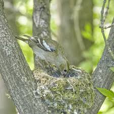 Attēlu rezultāti vaicājumam “Fringilla coelebs nest”