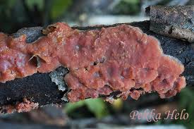 Attēlu rezultāti vaicājumam “Cytidia salicina”