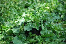 Attēlu rezultāti vaicājumam “Eryngium planum leaf”