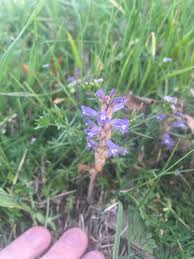 Attēlu rezultāti vaicājumam “Orobanche coerulescens bud”