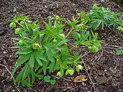 Image result for Nieswurz