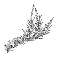 Attēlu rezultāti vaicājumam “Paraleucobryum longifolium”