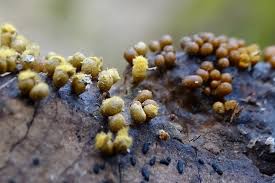 Attēlu rezultāti vaicājumam “Trichia varia spores”