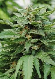 Attēlu rezultāti vaicājumam “Cannabis sativa fruit”