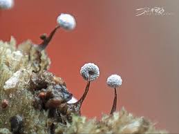 Attēlu rezultāti vaicājumam “Metatrichia sp.”