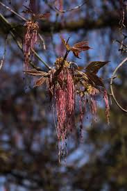 Attēlu rezultāti vaicājumam “Acer negundo male flower”