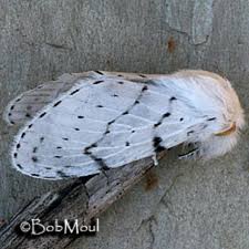 Attēlu rezultāti vaicājumam “Cribraria martinii”