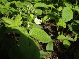 Attēlu rezultāti vaicājumam “Fragaria moschata leaf”