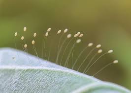 Attēlu rezultāti vaicājumam “Chrysopidae eggs”