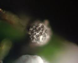 Attēlu rezultāti vaicājumam “Physarum bryocorticola macro”