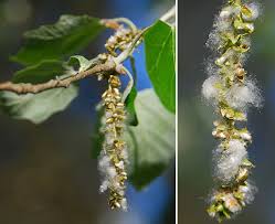 Attēlu rezultāti vaicājumam “Populus x canescens”