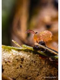 Attēlu rezultāti vaicājumam “Symphypleona”