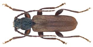 Attēlu rezultāti vaicājumam “Tetropium fuscum”