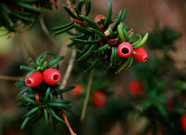 Attēlu rezultāti vaicājumam “Taxus baccata fruit”