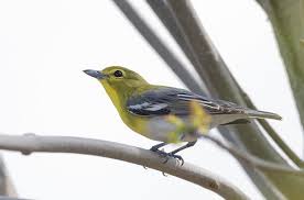 Image result for Vireo flavifrons