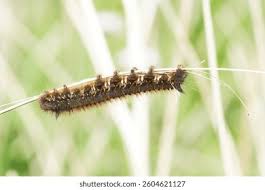 Attēlu rezultāti vaicājumam “Euthrix potatoria imago”