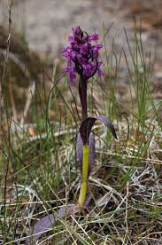 Attēlu rezultāti vaicājumam “Dactylorhiza cruenta flower”