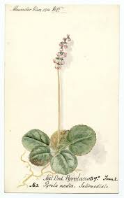 Attēlu rezultāti vaicājumam “Pyrola media”