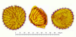 Attēlu rezultāti vaicājumam “Fossombronia wondraczekii”