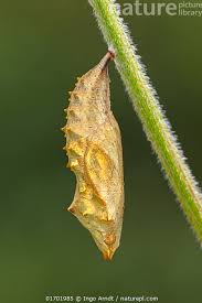 Attēlu rezultāti vaicājumam “Aglais urticae”