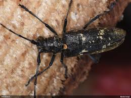 Attēlu rezultāti vaicājumam “Monochamus urussovi”