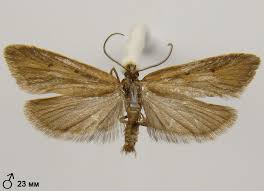 Attēlu rezultāti vaicājumam “Chimabachidae”