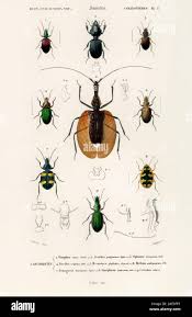 Attēlu rezultāti vaicājumam “Omophron limbatum”