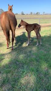 Image result for Bletchingly Badminton Club